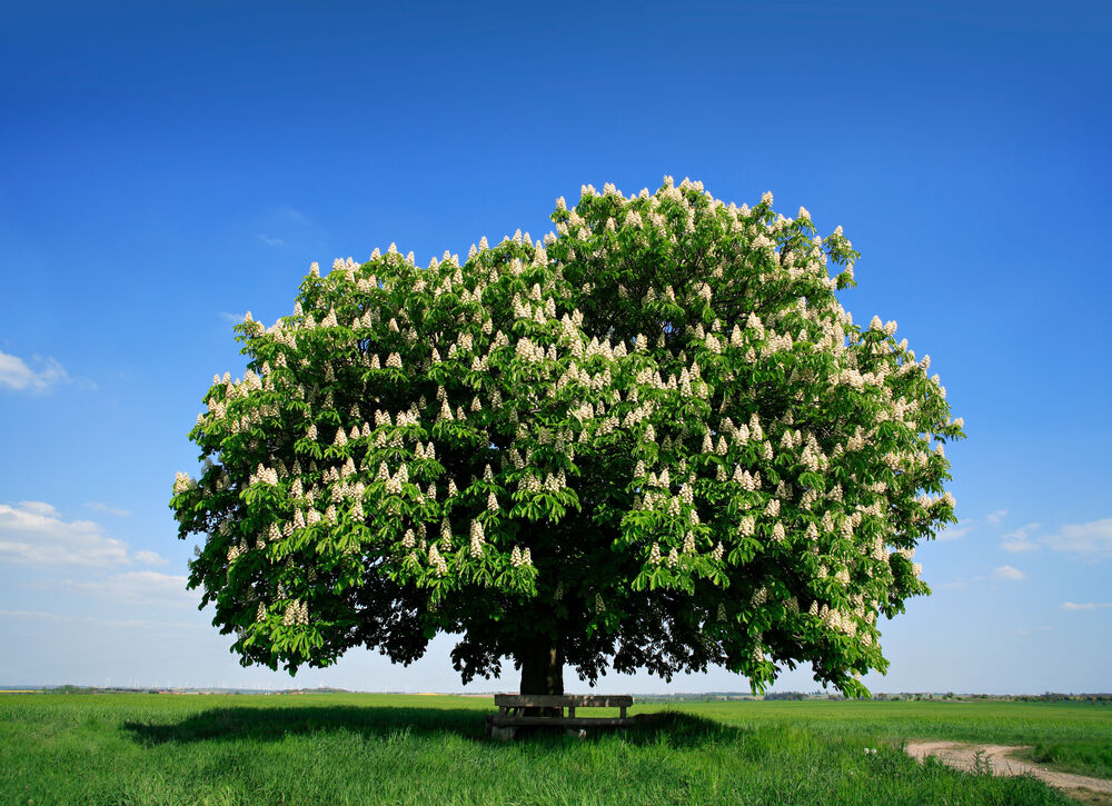 Rinde, Blüte und Blätter der Rosskastanie enthalten ein Gemisch aus Saponinen, Aescin genannt, das die Gefässe stabilisieren und entzündungshemmend wirken soll